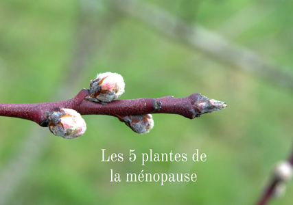 Herbiolys plantes phytothérapie bio ménopause femme